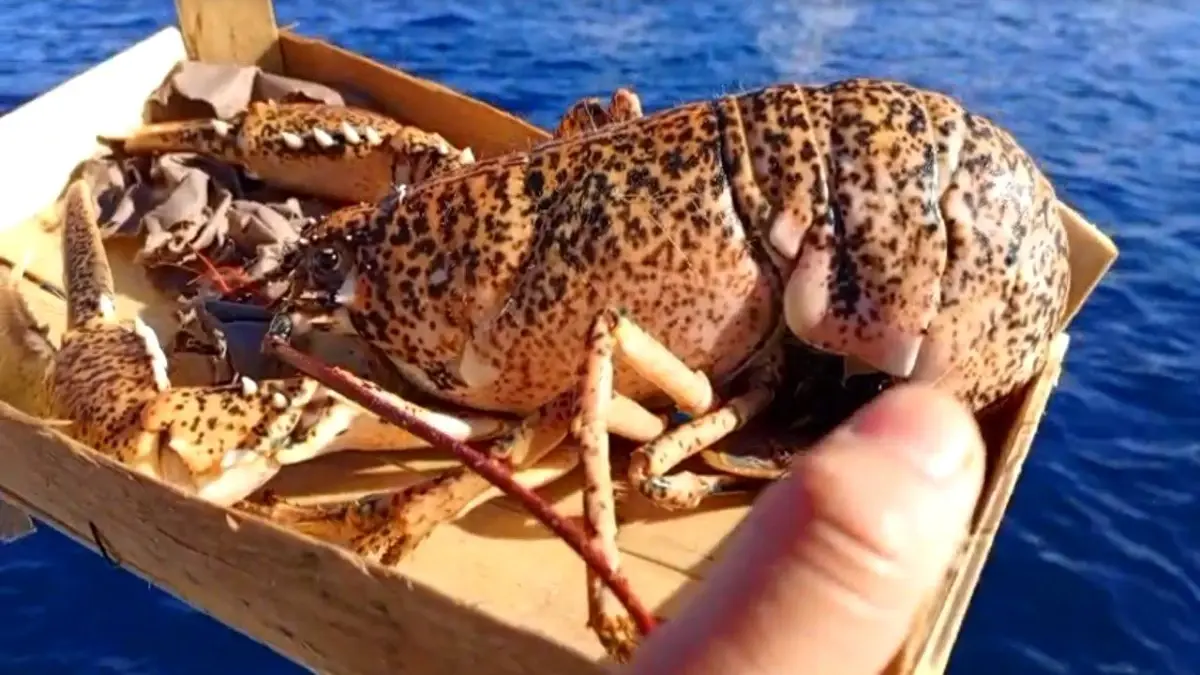 Çanakkale\'de 525 kg Balığa El Konuldu