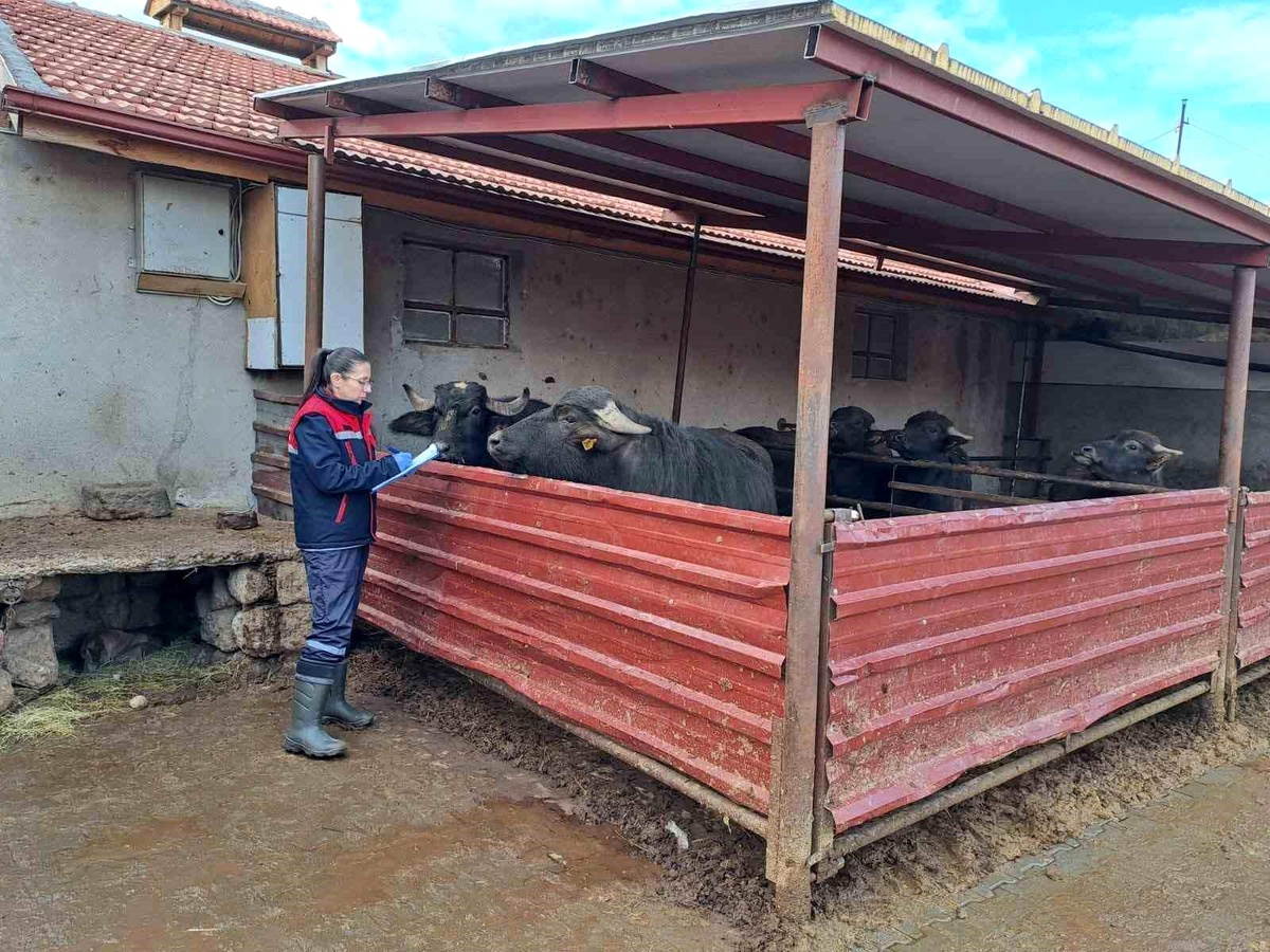 Anadolu Mandası Islah Projesi Devam Ediyor