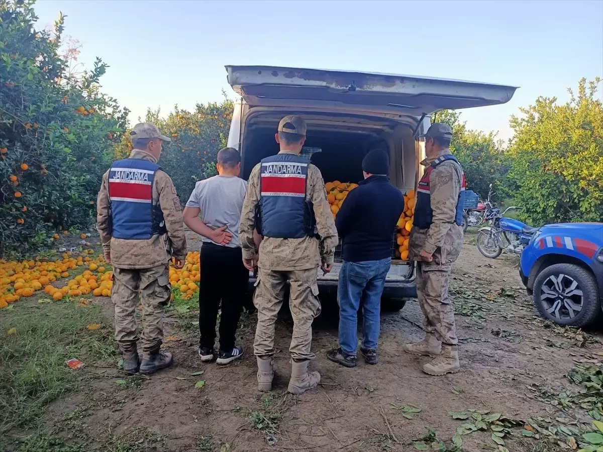 Erzin\'de Portakal Hırsızları Yakalandı
