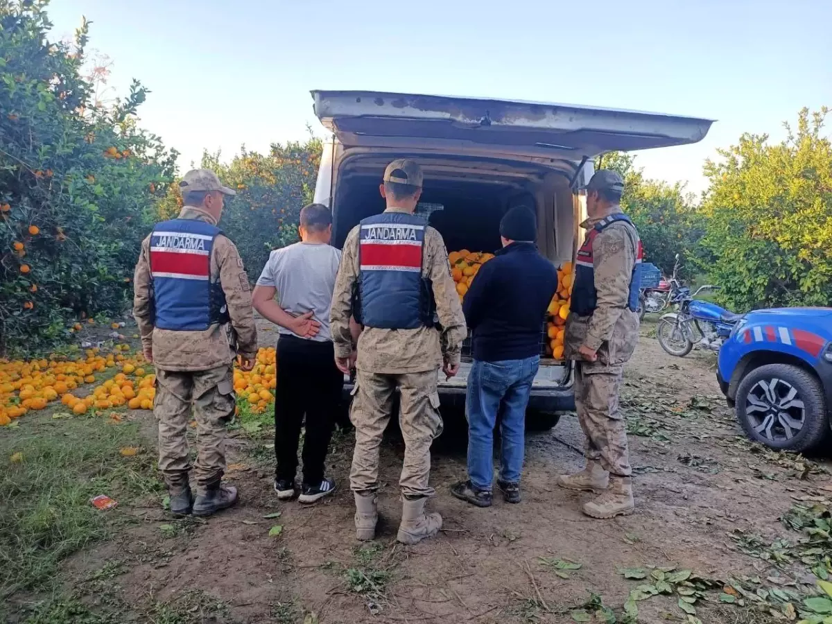 Hatay\'da 2 Ton Portakal Hırsızlığı, 5 Gözaltı