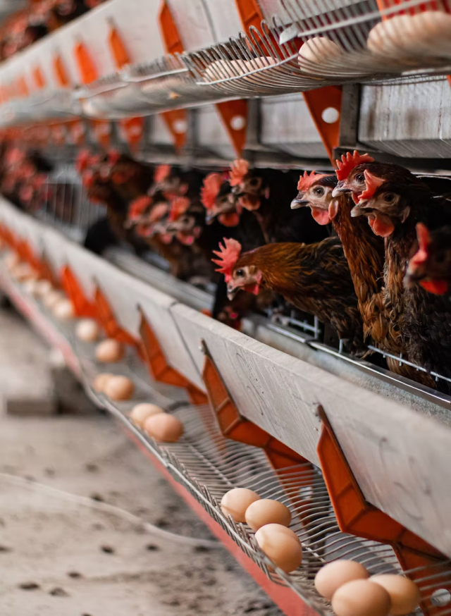 Türkiye'nin dev tavuk markası konkordato ilan etti