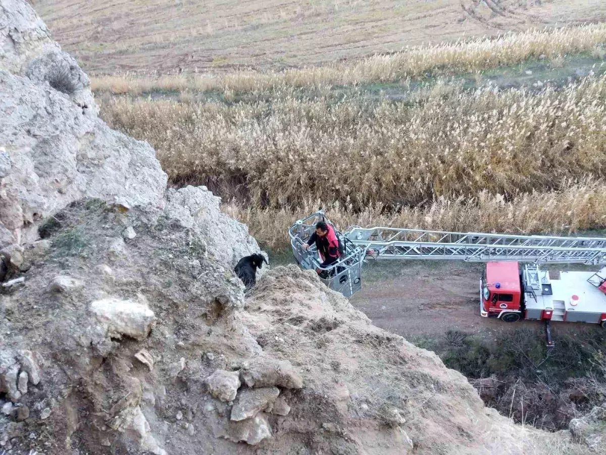 Uçurumda mahsur kalan keçileri itfaiye kurtardı