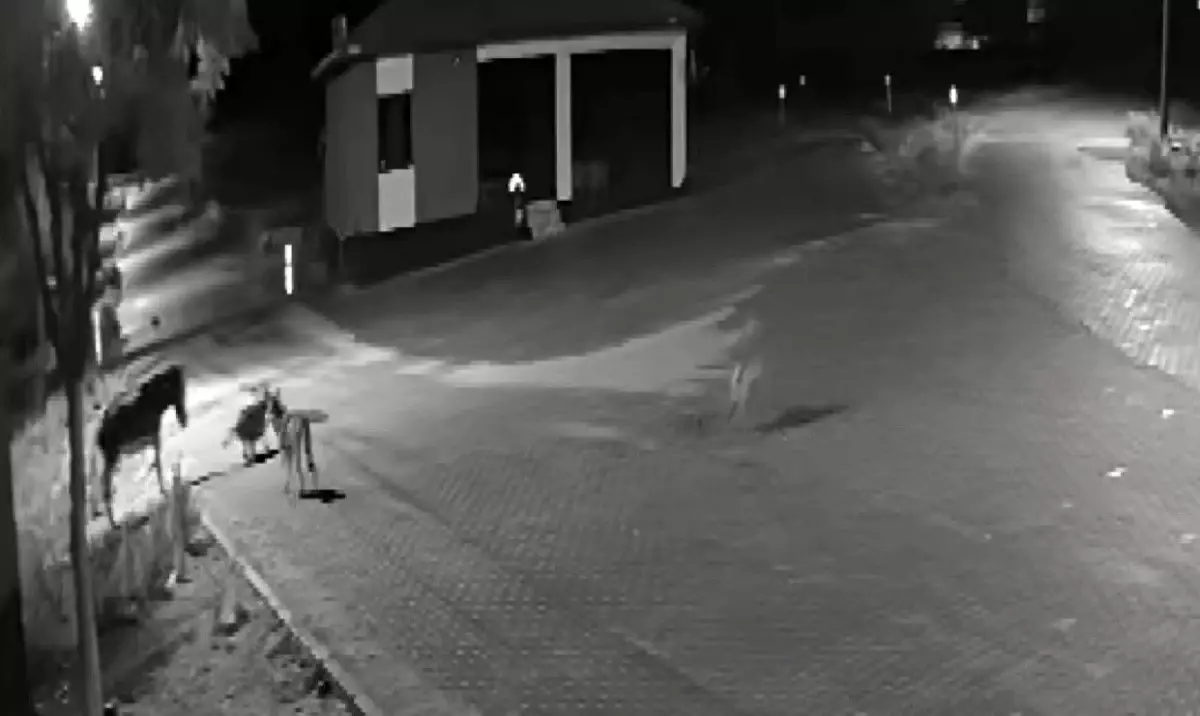 Kurt Sürüsü Eşeği Parçaladı