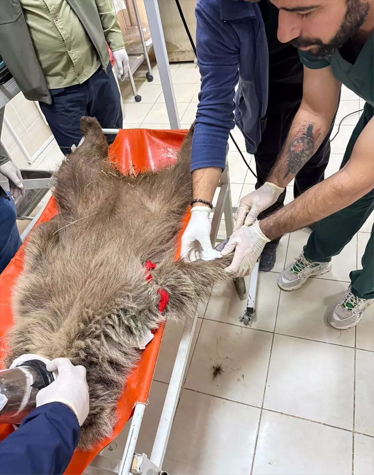 Yaralı Ayı Yavrusunun Ameliyatı: Mermi Çekirdeği Çıkarıldı