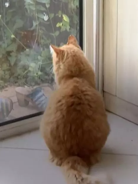 Dünyanın ilk ev hapsi alan kedisi! Suçlamalar ağır