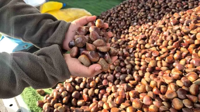 Kilosu 175 liradan, günde 600 kilo satıyor! Havaların soğumasıyla yıldızı parladı