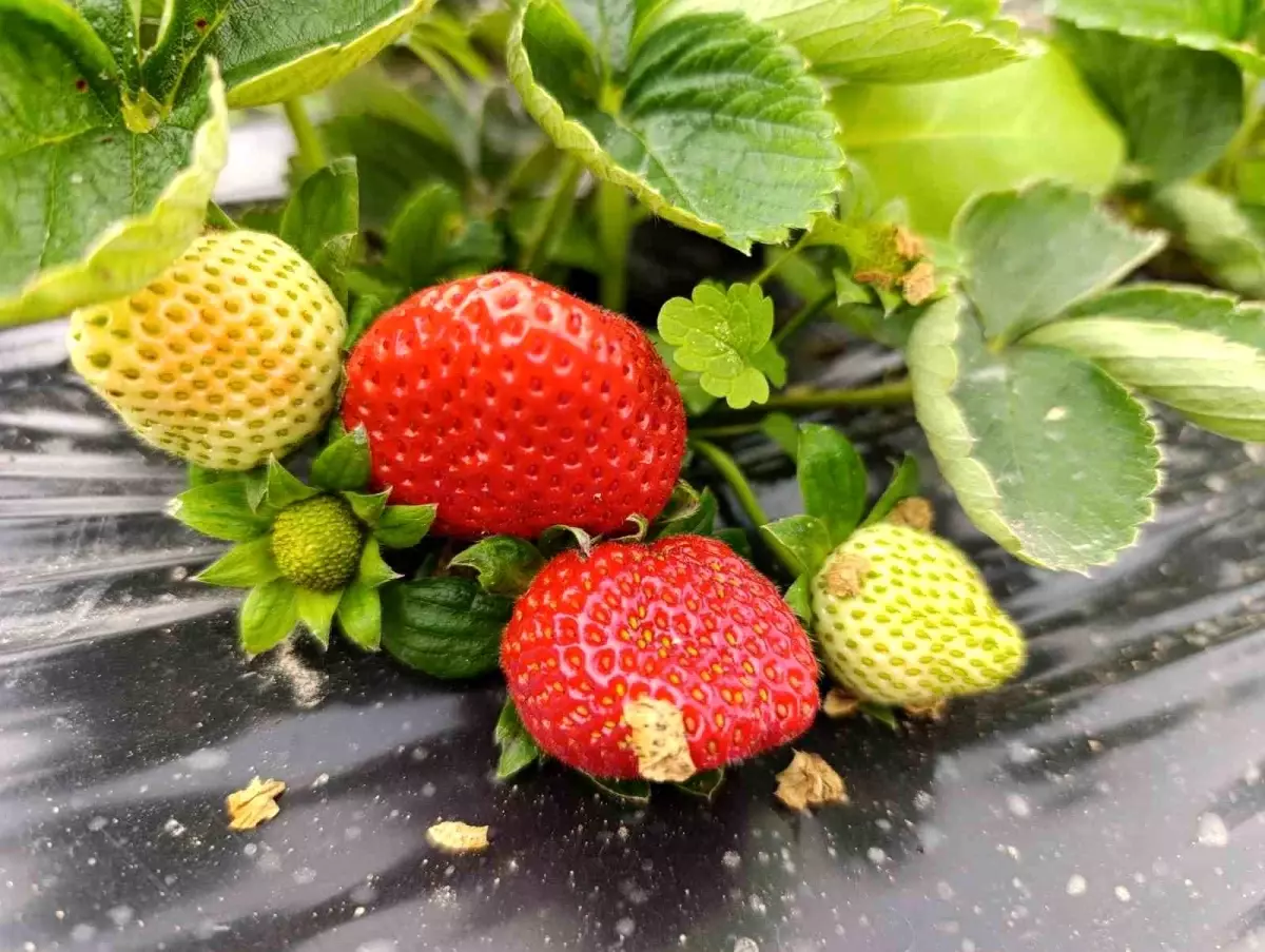 Köprübaşı\'nda Kış Çileği İlgisi