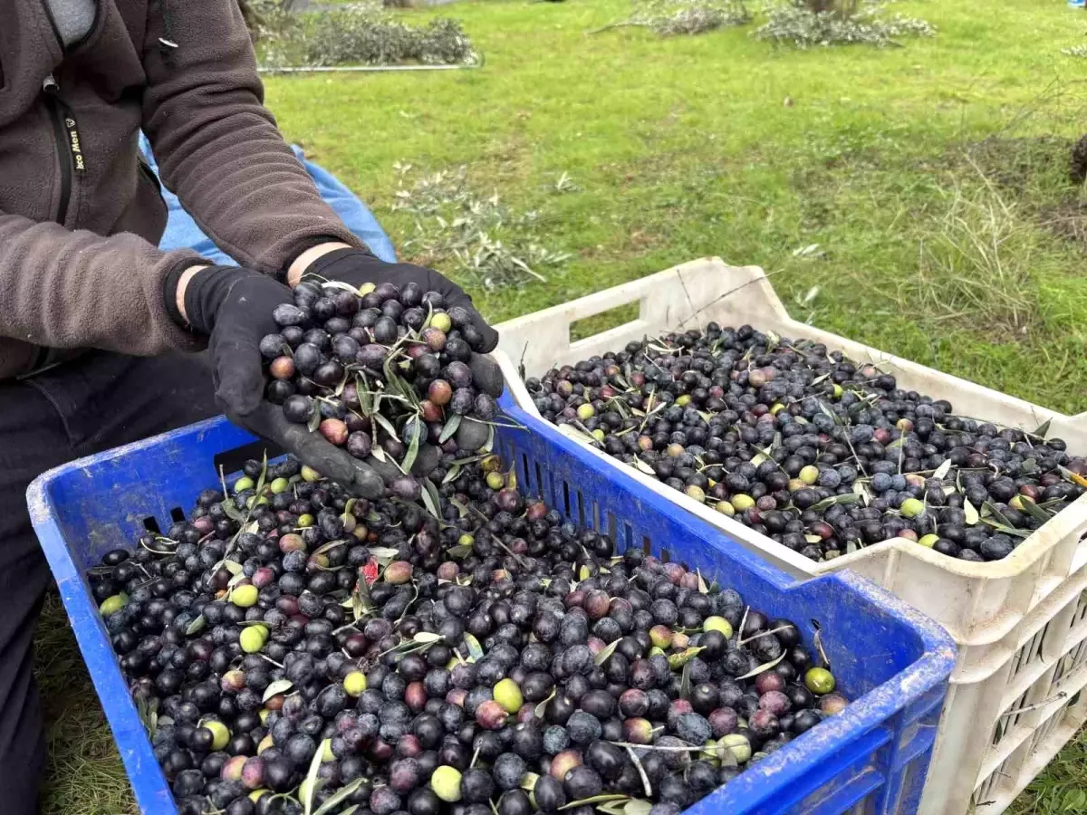 Bilecik\'te Zeytin Üretiminde Düşüş
