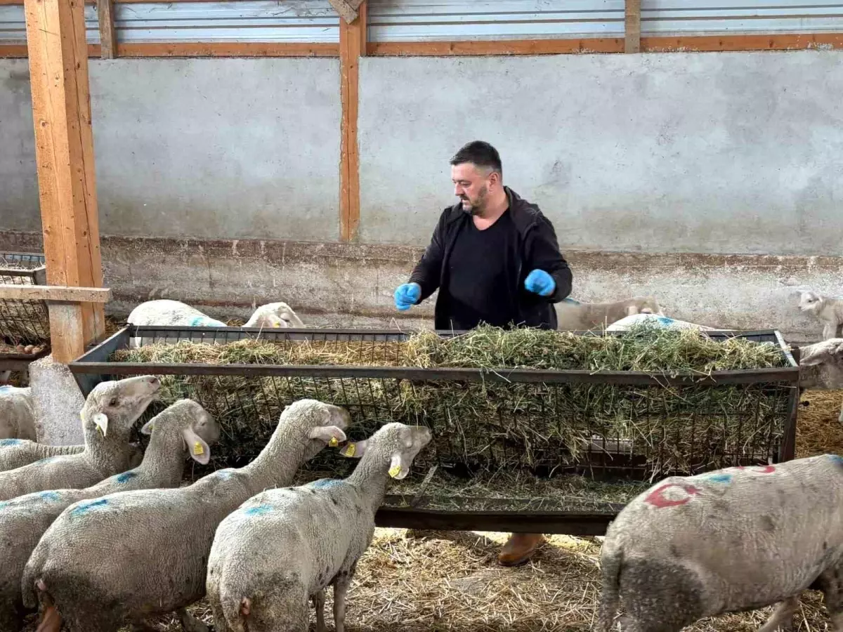 Yenişehir\'de Şap Hastalığı Hayvancılığı Vurdu