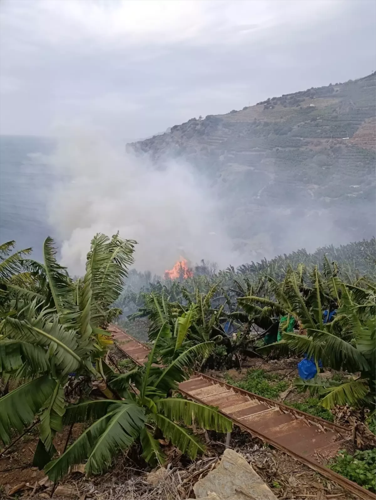 Gazipaşa\'da Muz Bahçesinde Yangın