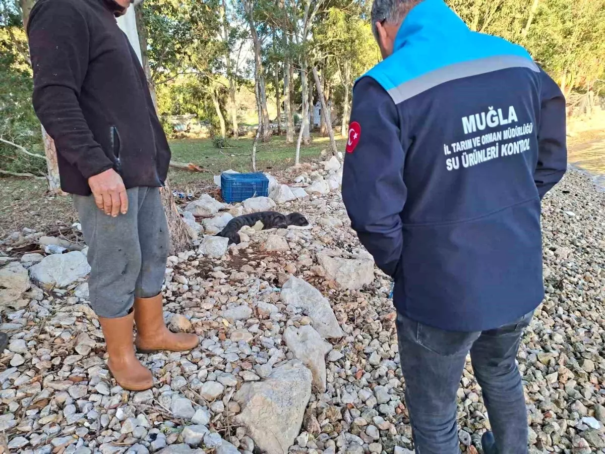 Fırtına Sonrası Koruma Altına Alınan Yavru Fok