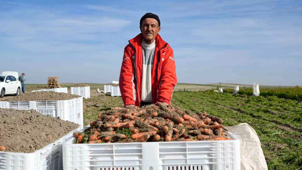 Beypazarı\'nda Kışlık Havuç Hasadı Başladı