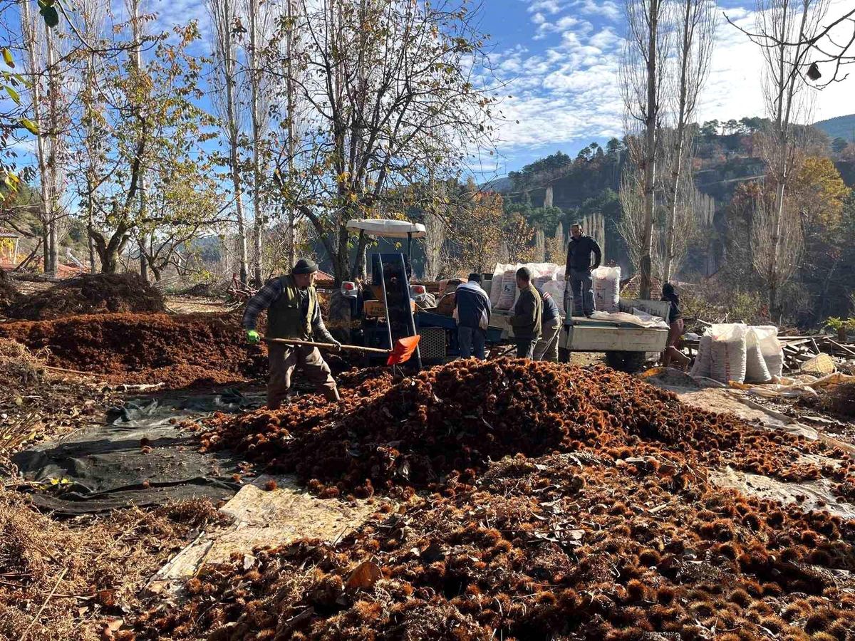 Alandız Kestanesi Alıcılarıyla Buluşuyor