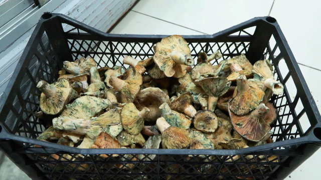 'Köy geçiren' olarak biliniyor, 5 saat içinde etkisini gösteriyor! 60 kişiyi hastanelik etti