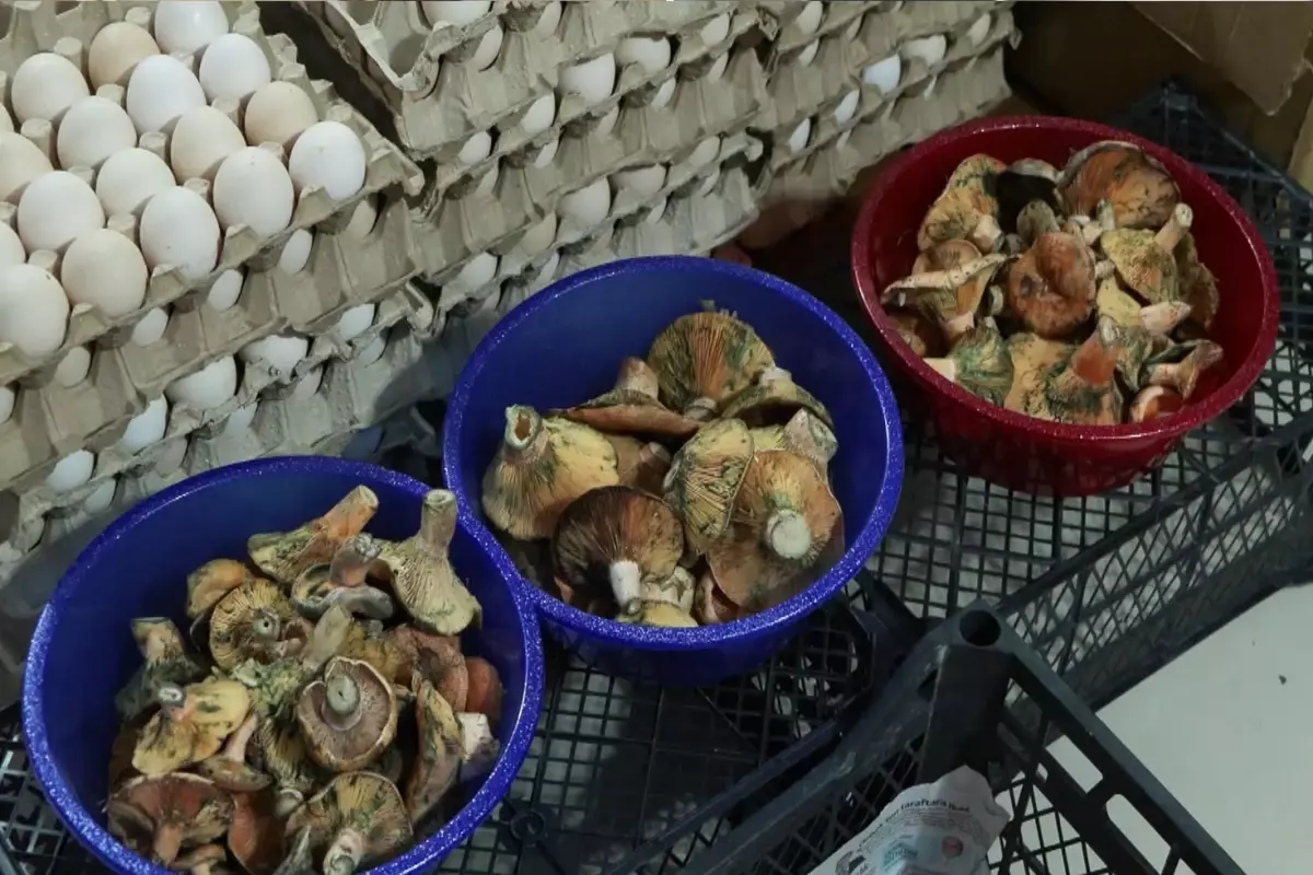 "Köy geçiren" olarak biliniyor, 5 saat içinde etkisini gösteriyor! 60 kişiyi hastanelik etti