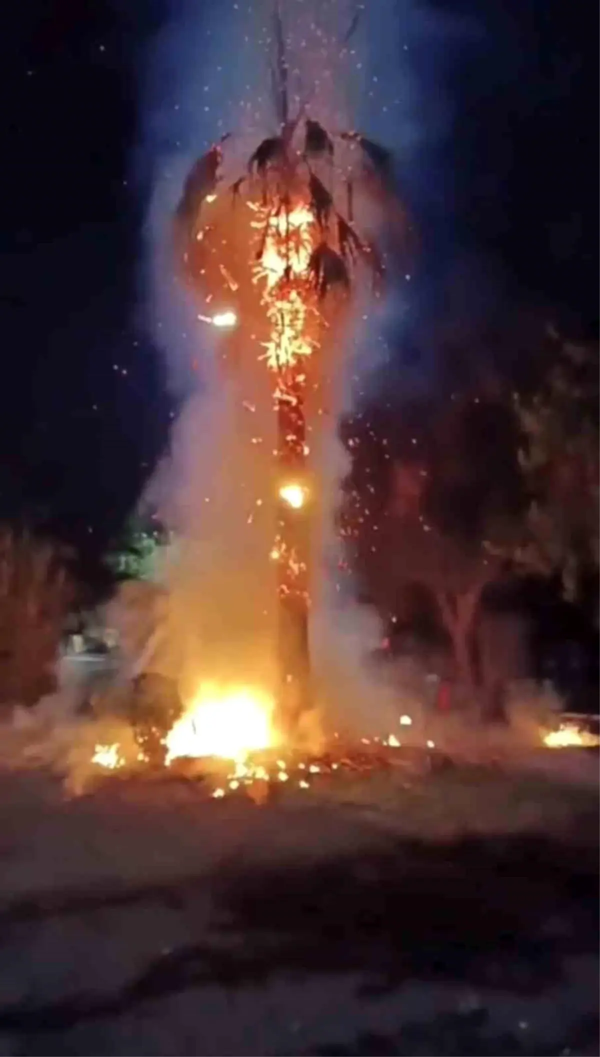 Kızıltepe\'de Palmiye Ağacı Ateşe Verildi