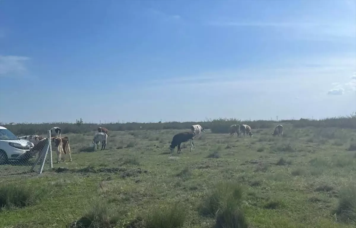 Kaçak Hayvan Taşımacılığına 105 Bin Lira Ceza