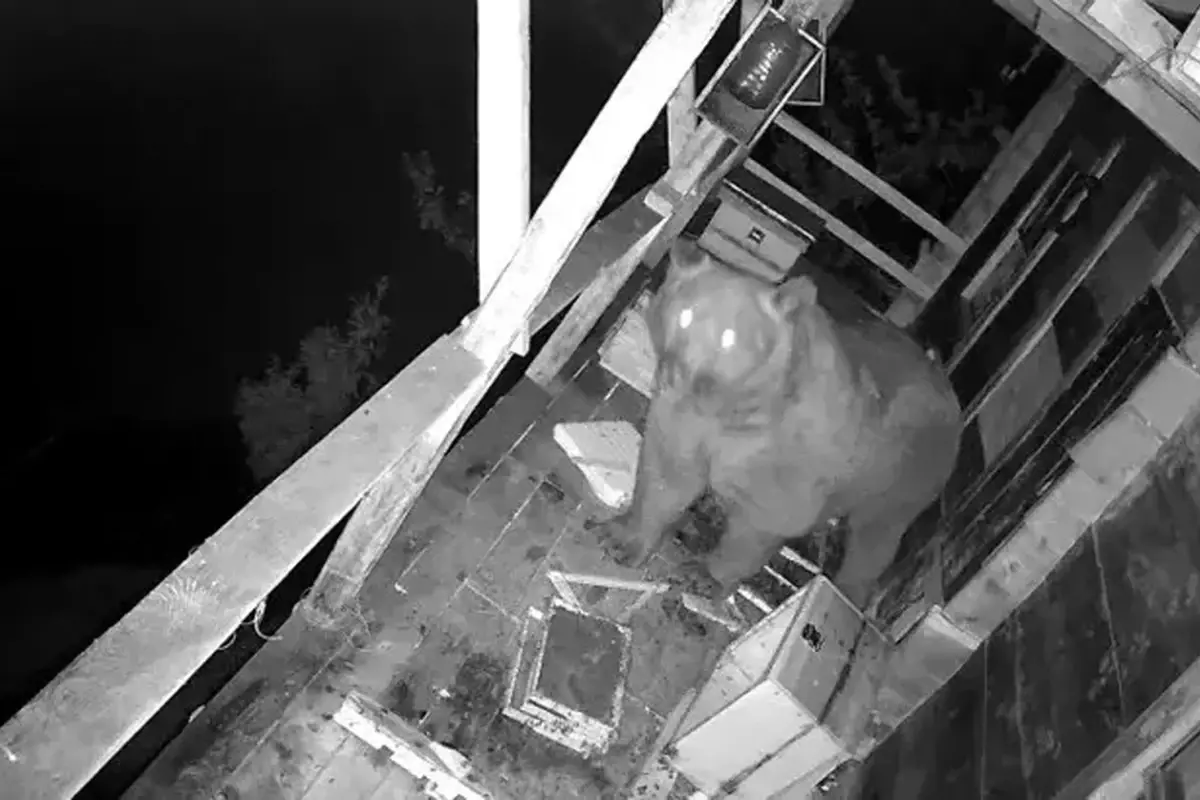 Trabzon\'da aç ayı balkon bastı, balları yedi