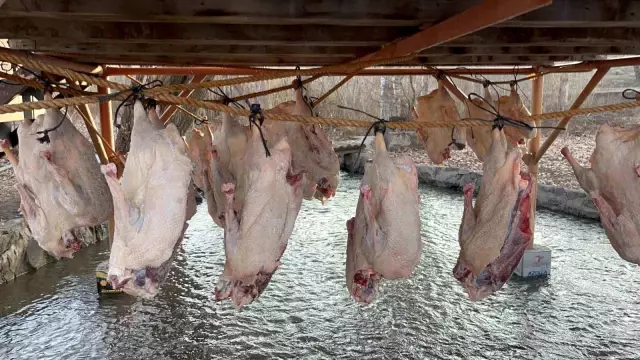 Bölge halkının yüzünü güldüren dönem geldi: Tanesini 6 bin liraya satıyorlar Bölge halkının yüzünü güldüren dönem geldi: Tanesini 6 bin liraya satıyorlar