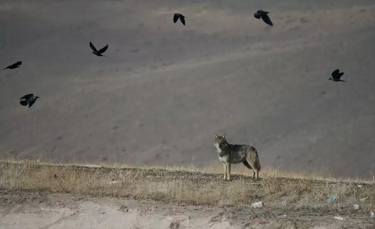 Kurt Soğuk Hava Nedeniyle Yerleşime İndi