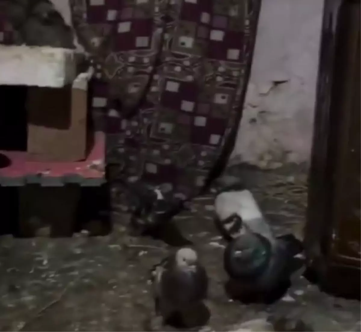 Suriyeli Kardeşlere Bakanlık Koruması