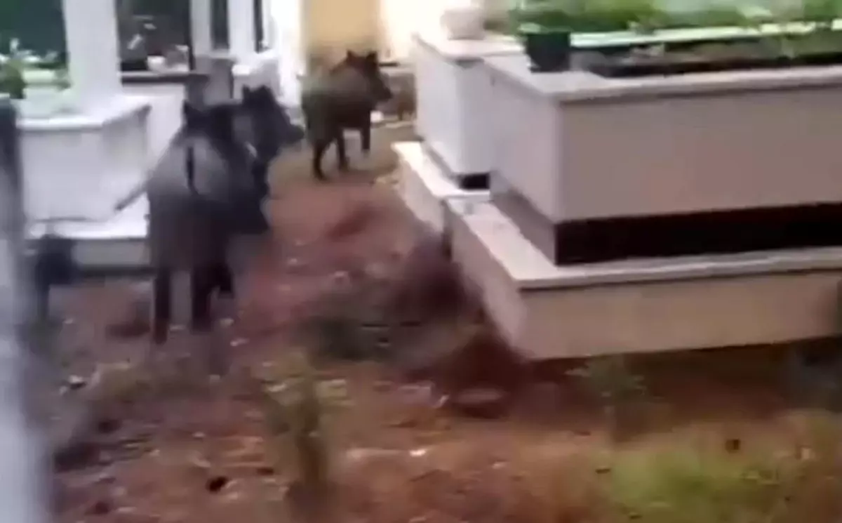 Marmaris\'te domuz istilası sürüyor: "Yeni adres mezarlıklar"