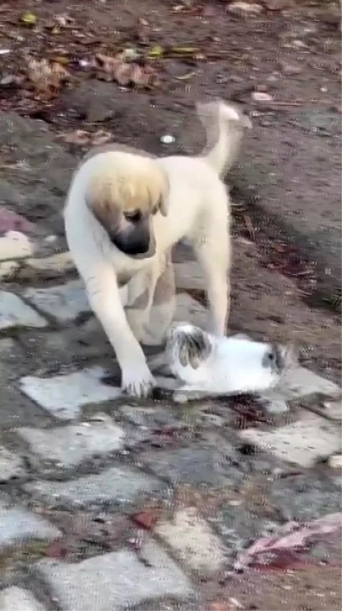 Kedi ve Köpeğin Sevimli Kavgası