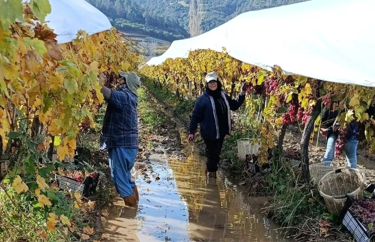 Yağmura Rağmen Üzüm Hasadı Devam Ediyor