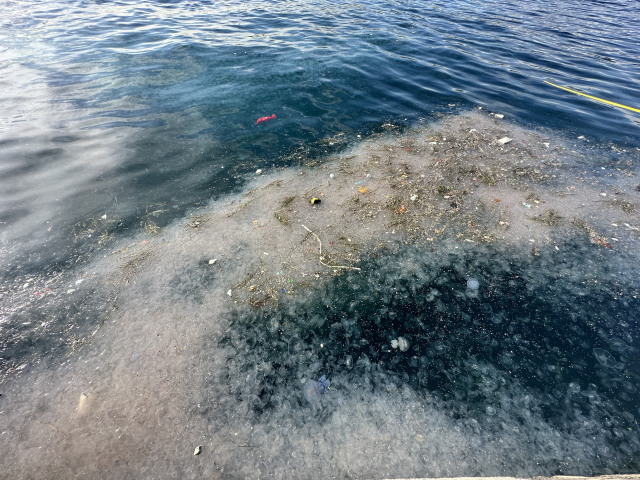 İstanbul'un göbeğinde korkutan görüntü! Binlercesi kıyıya vurdu İstanbul'un göbeğinde korkutan görüntü! Binlercesi kıyıya vurdu