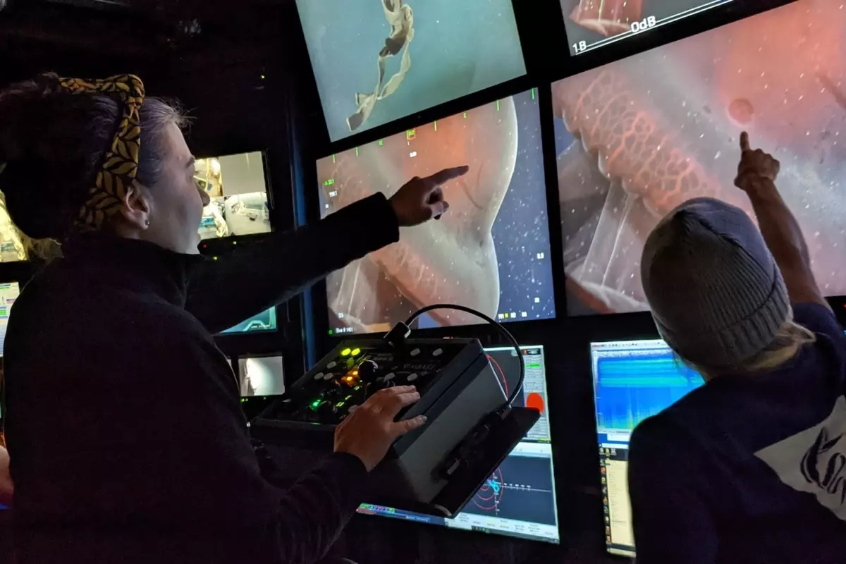 Yedi kollu ahtapot 40 yıl sonra yeniden görüntülendi