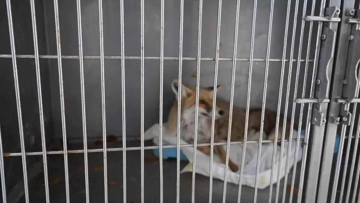 Yaralı Tilki Doğaya Salındı