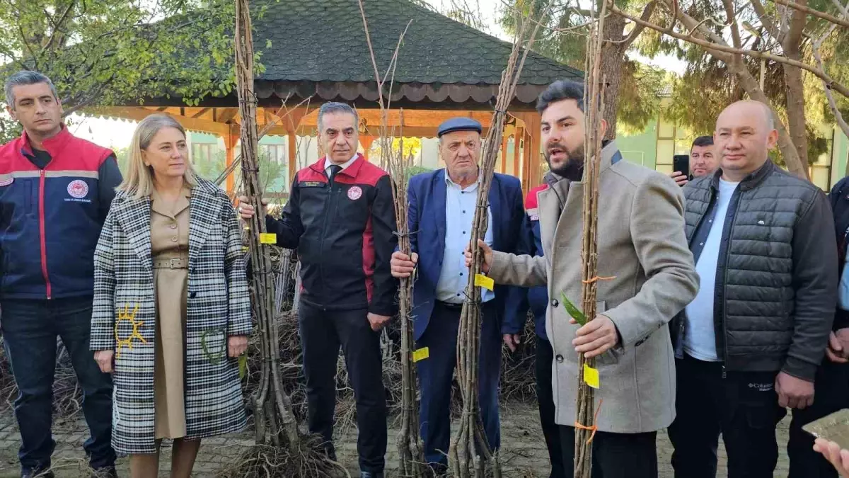 Aydın\'da Kestane Fidanı Dağıtımı