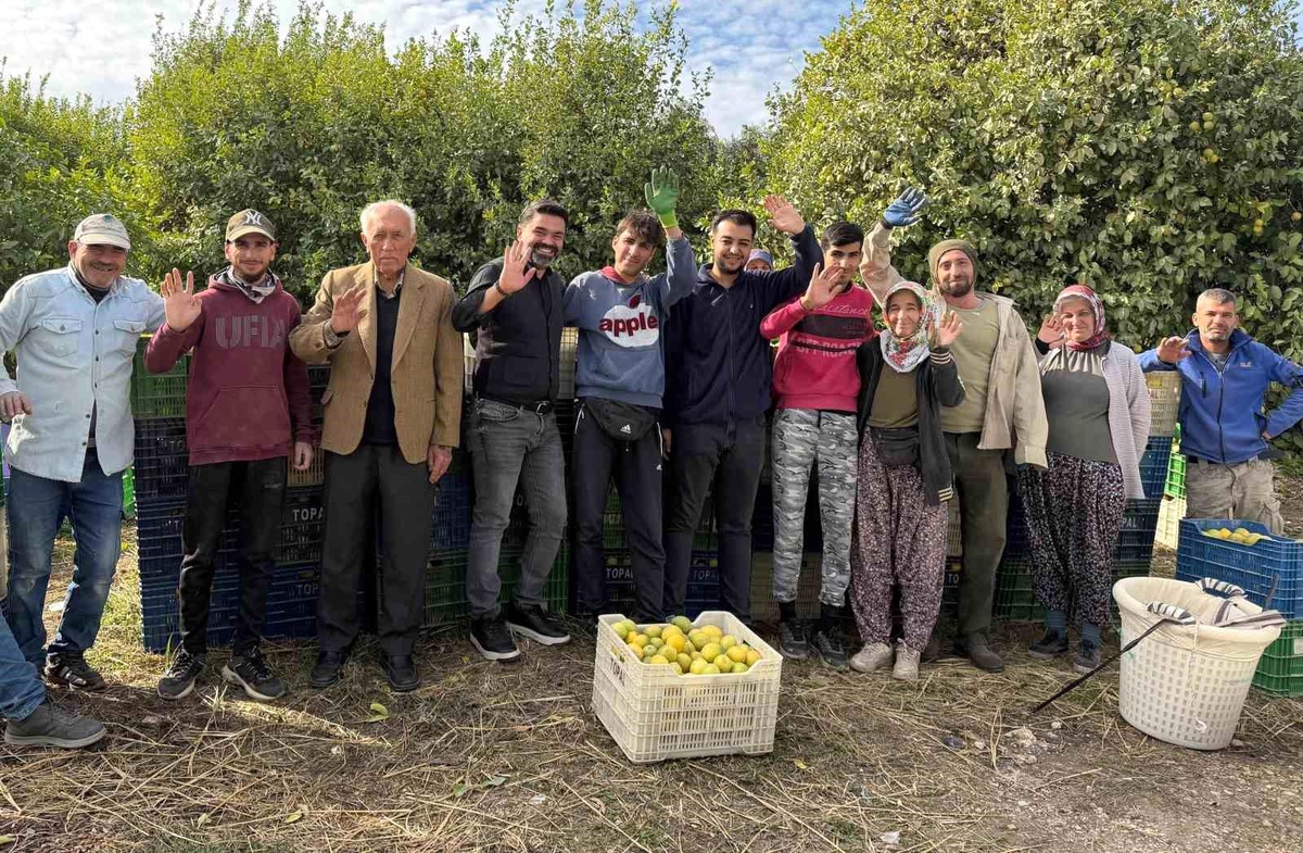Mersin\'de Limon Hasadı Başladı