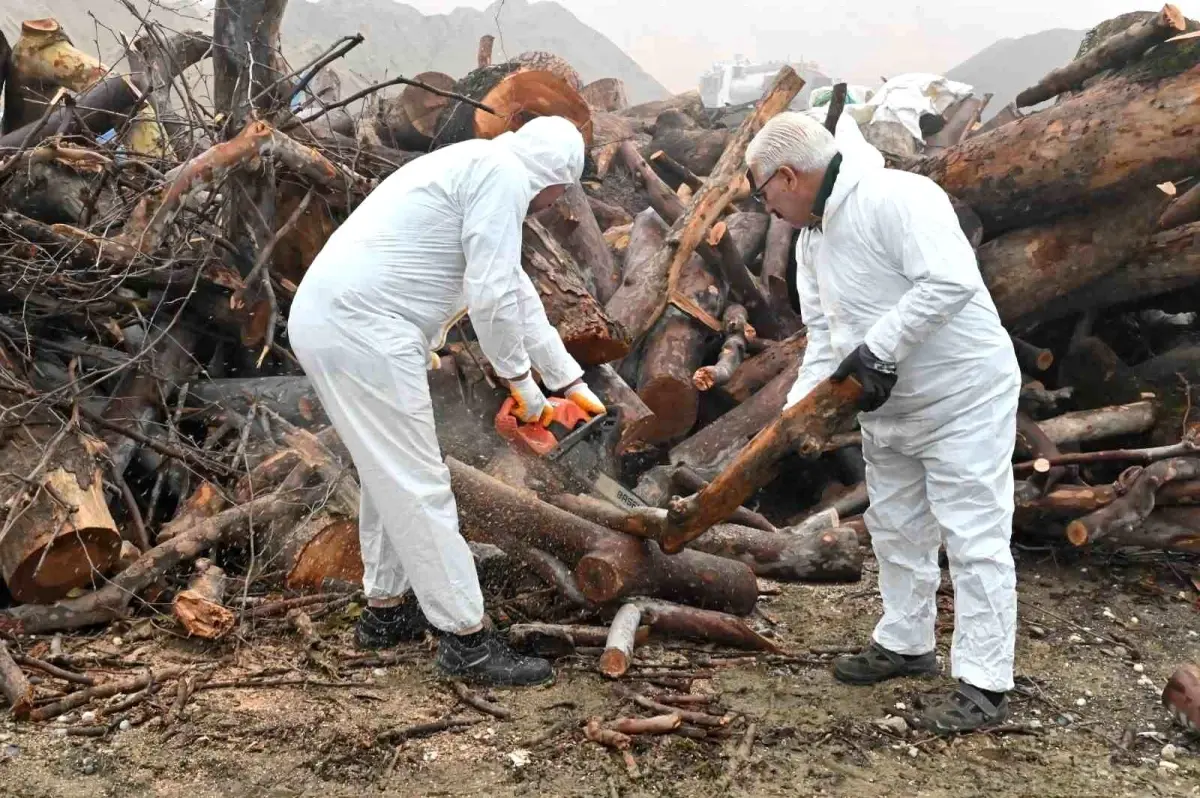 Budanan ağaç dalları ihtiyaç sahiplerini ısıtıyor