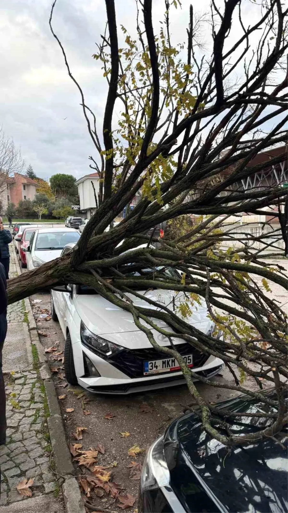 Bursa\'da devrilen ağaç korku dolu anlar yaşattı