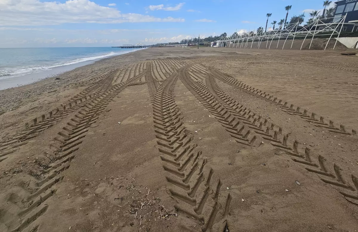 Kumlardaki Caretta Caretta Tehlikesi