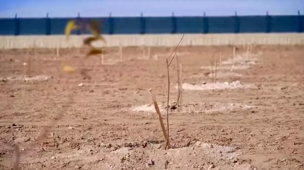 Kırşehir\'de 5.500 Fidan Dikildi