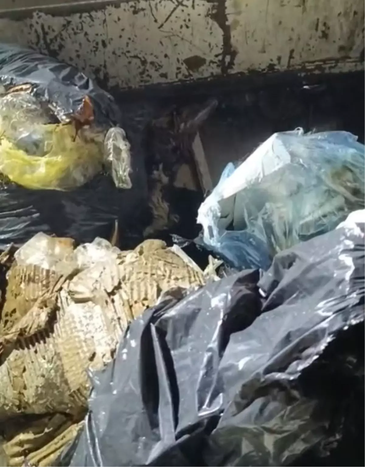 Bodrum\'da Poşetteki Kedi Kurtarıldı