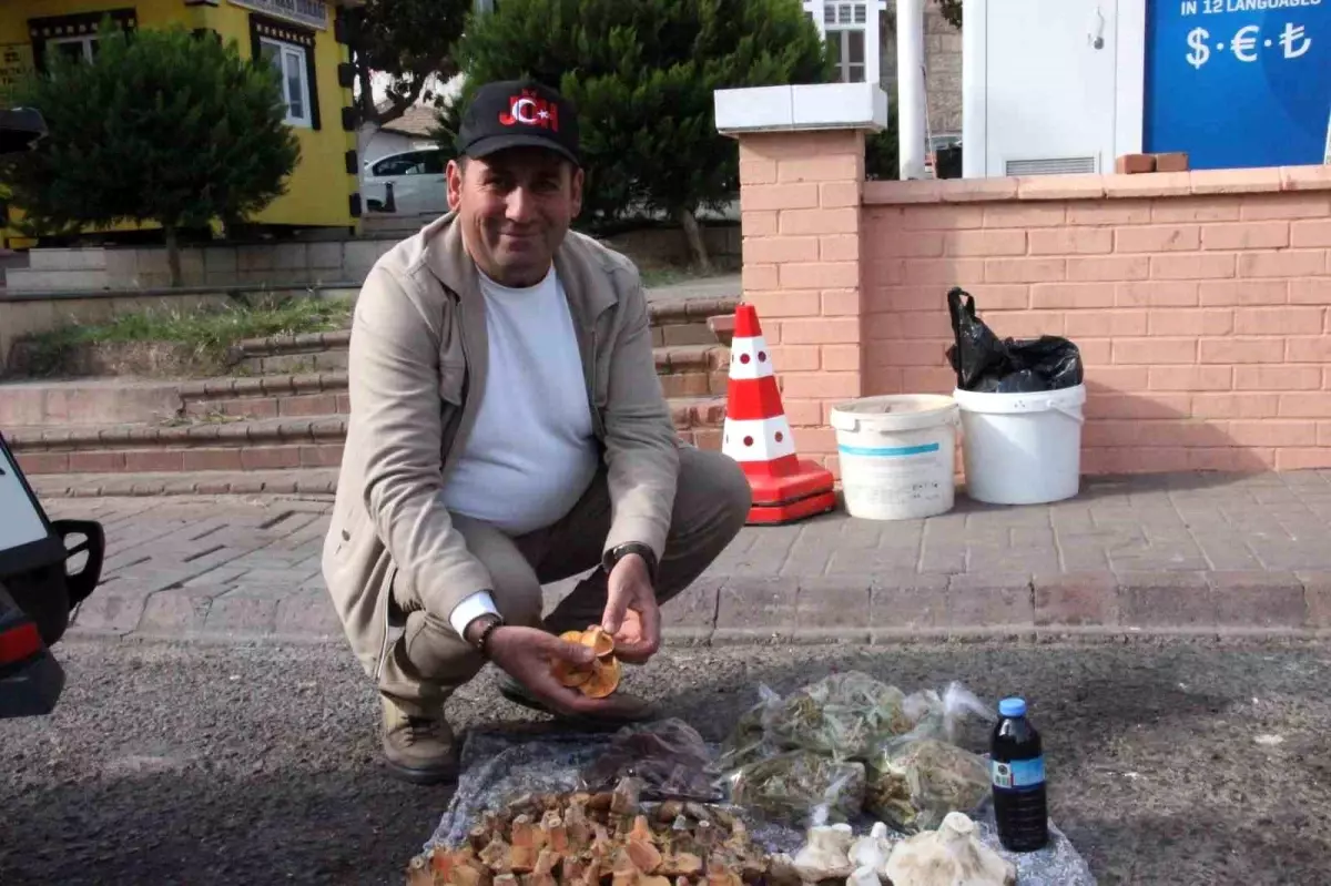 Bozdoğan\'da Mantar Tehlikesi Uyarısı