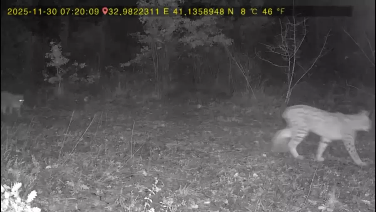 Ovacık\'ta Vaşak ve Kurt Görüntülendi