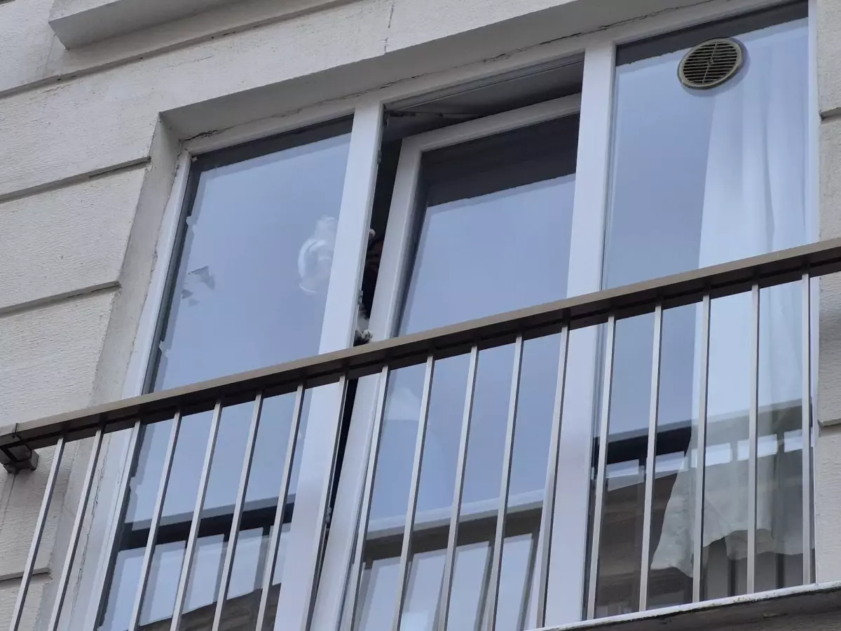 Zonguldak\'ta Pencerede Sıkışan Kedi Öldü