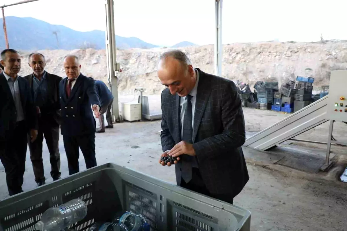 Sarıcakaya\'da Zeytin Üretimi Değerlendirildi