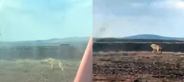 Sivas'ta tarlasını süren çiftçiyi ürküten görüntü Sivas'ta tarlasını süren çiftçiyi ürküten görüntü