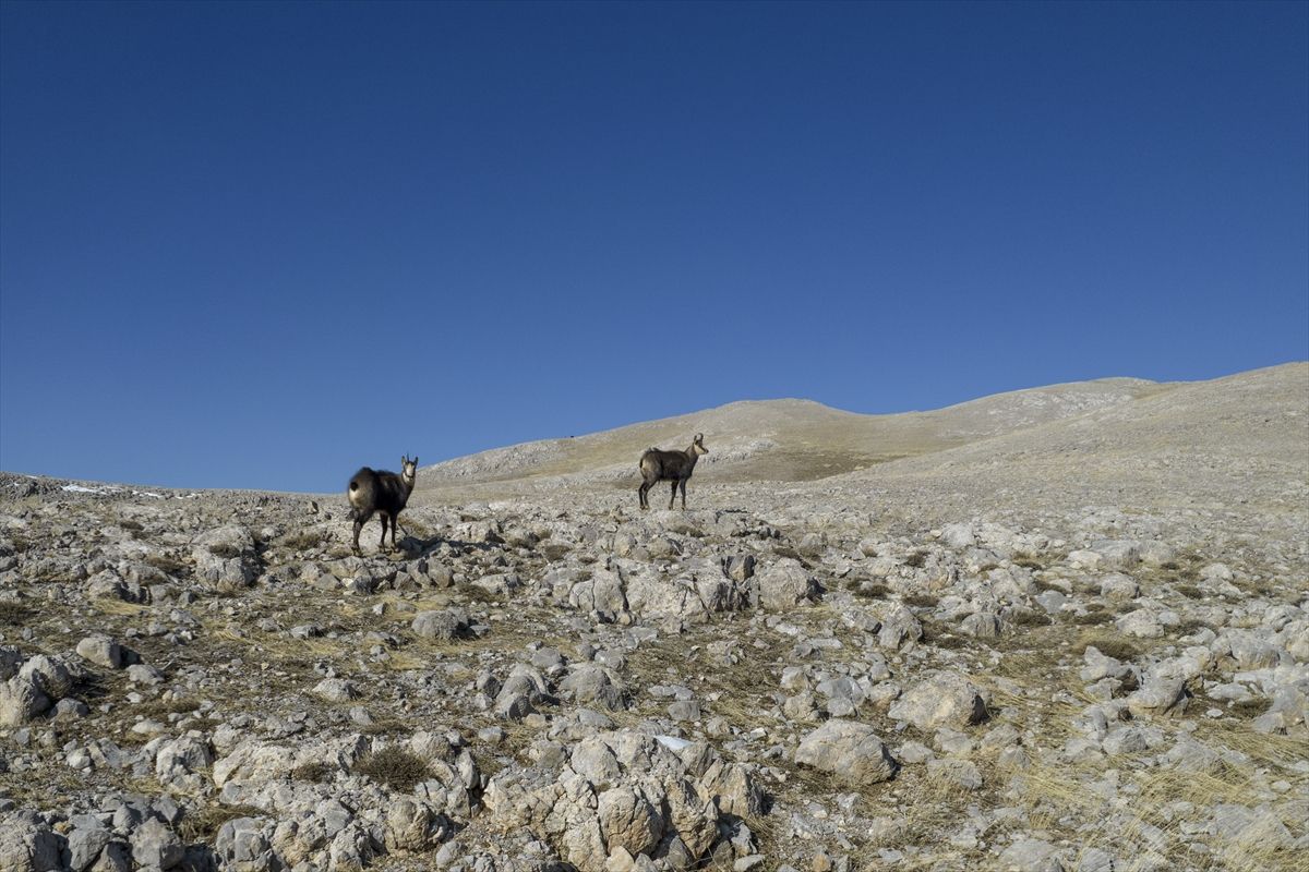 Tunceli\'de Dağcılar, Koruma Altındaki Dağ Keçileriyle Buluşuyor