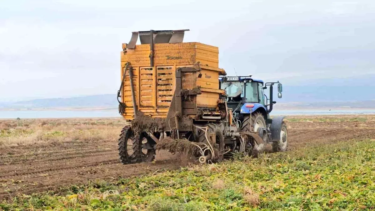 Adilcevaz\'da Şeker Pancarı Sökümü Devam Ediyor