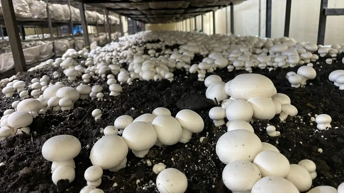 Beyşehir\'de Mantar Üretimine Destek Ziyareti