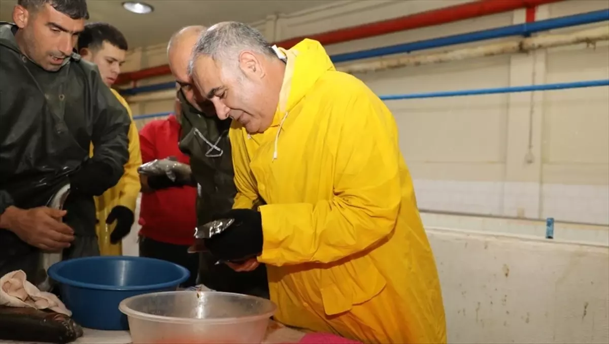 Keban\'da Alabalık Sağım Çalışması