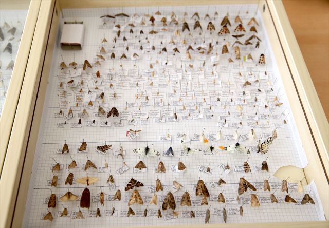 Keşfettiği yeni güve türüne eşinin adını verdi