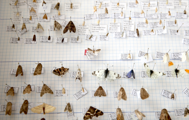 Keşfettiği yeni güve türüne eşinin adını verdi