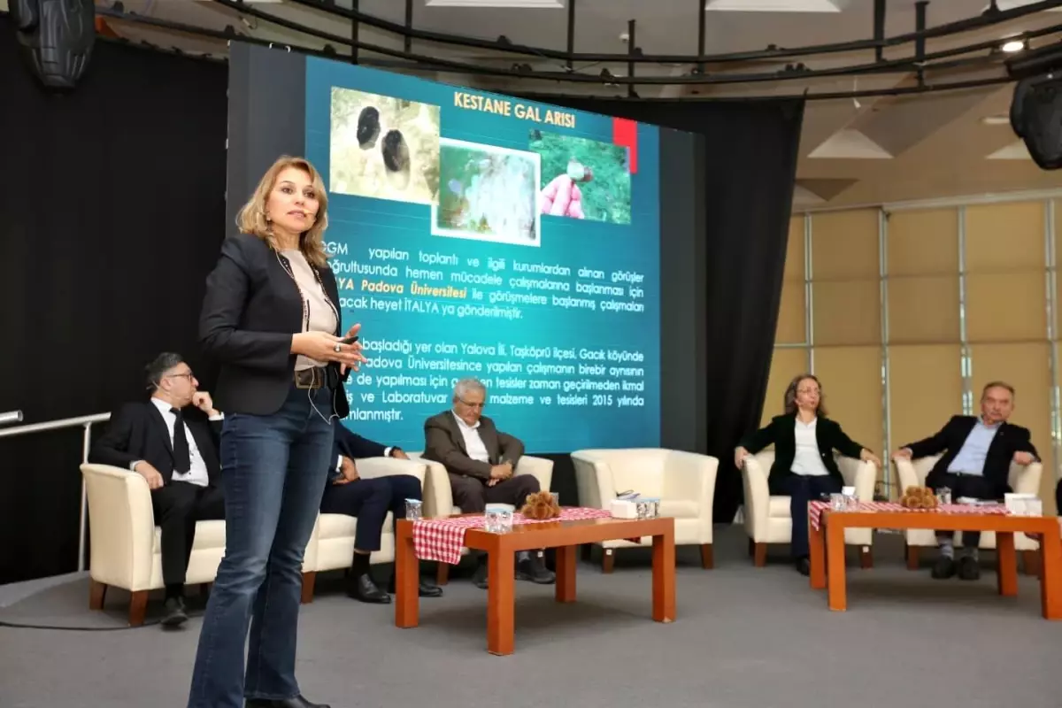 Kestane Büyükşehir\'le filizleniyor